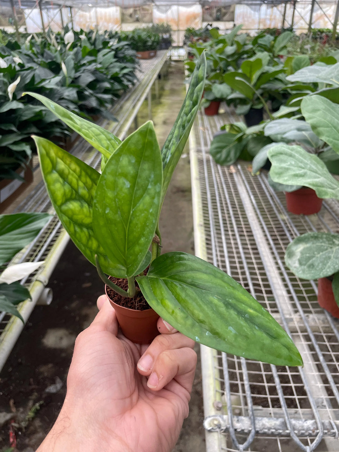 Monstera 'Peru'-Indoor Plants-American Plant Supply