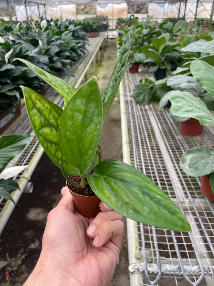 Monstera 'Peru'-Indoor Plants-American Plant Supply