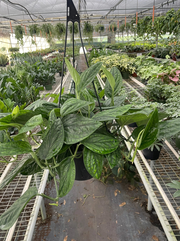 Monstera 'Peru'-Indoor Plants-American Plant Supply