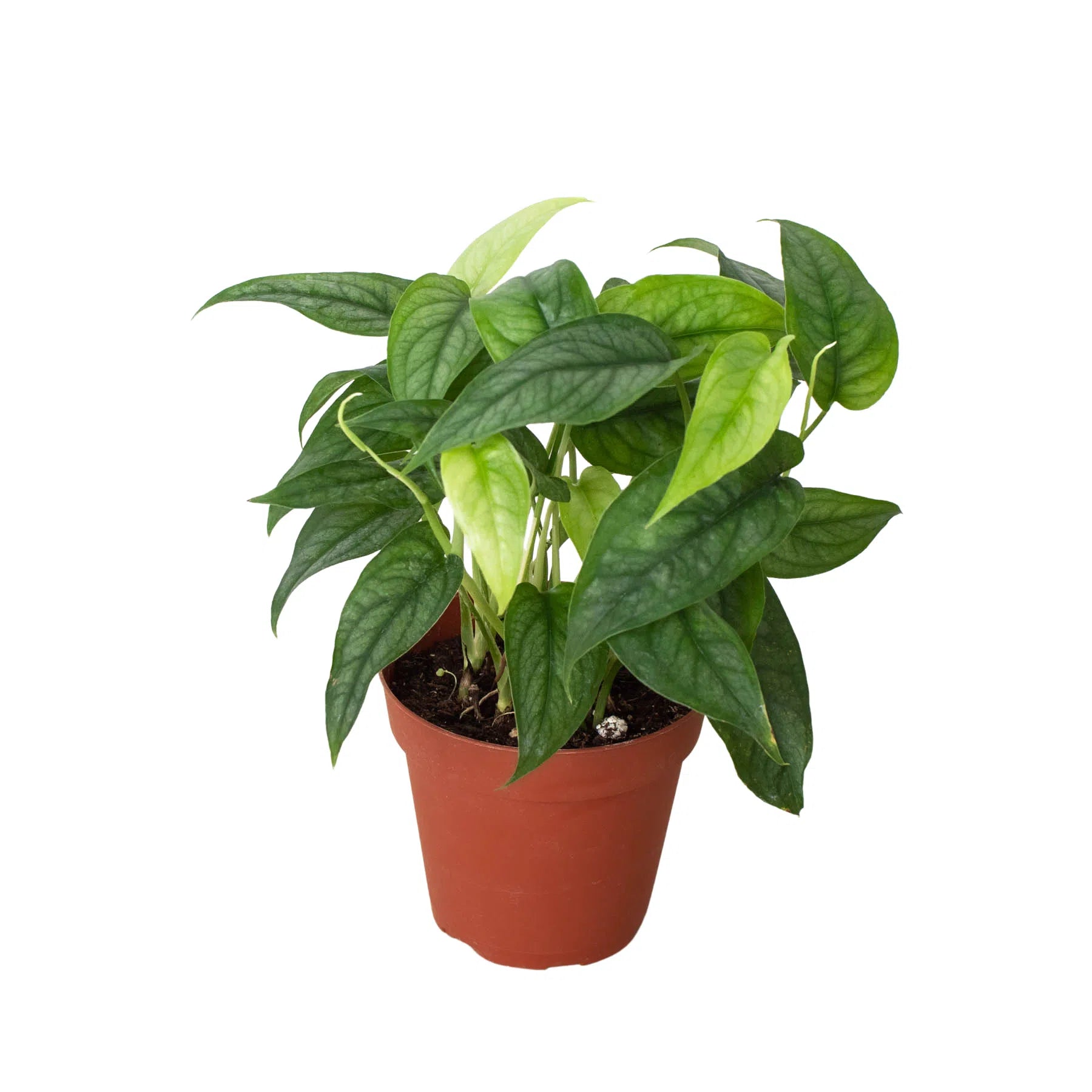 Monstera 'Siltepecana' exclusive at American Plant Supply