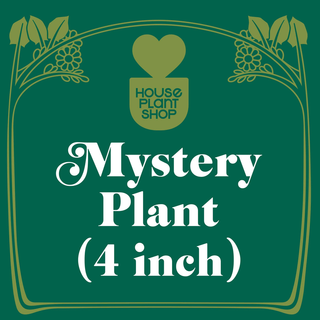 Mystery Flowering Plant-Default-American Plant Supply