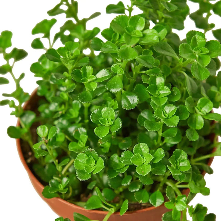 Nettle 'Baby's Tear'-Indoor Plants-American Plant Supply