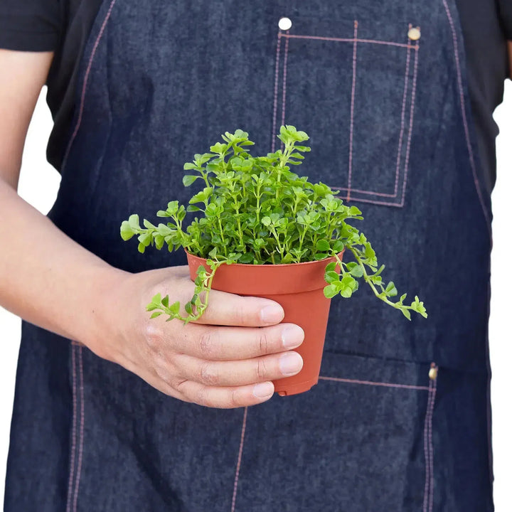 Nettle 'Baby's Tear'-Indoor Plants-American Plant Supply