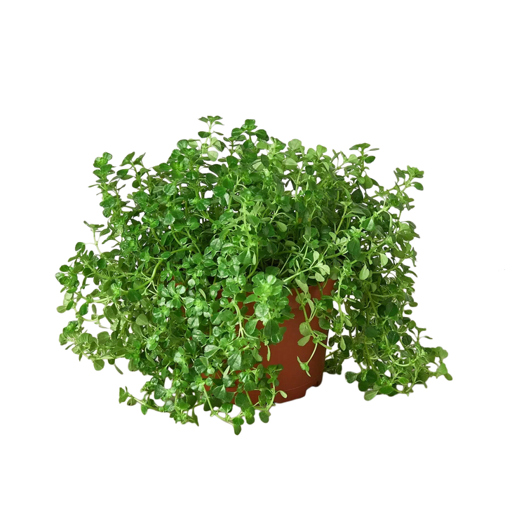 Nettle 'Baby's Tear'-Indoor Plants-American Plant Supply