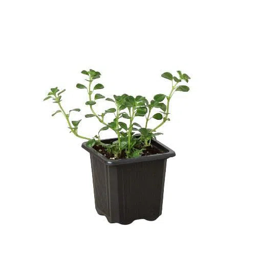 Nettle 'Baby's Tear'-Indoor Plants-American Plant Supply