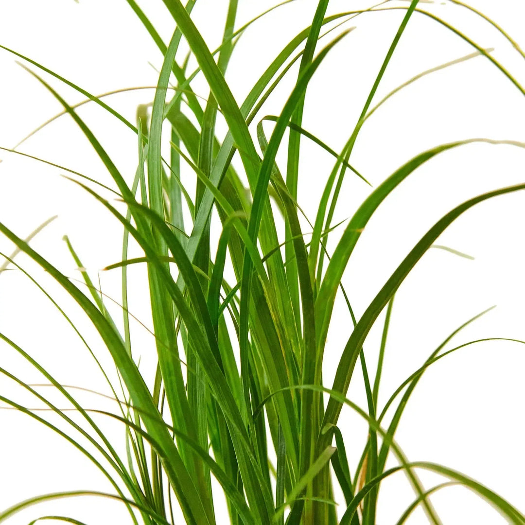 Palm Ponytail-Indoor Plants-American Plant Supply