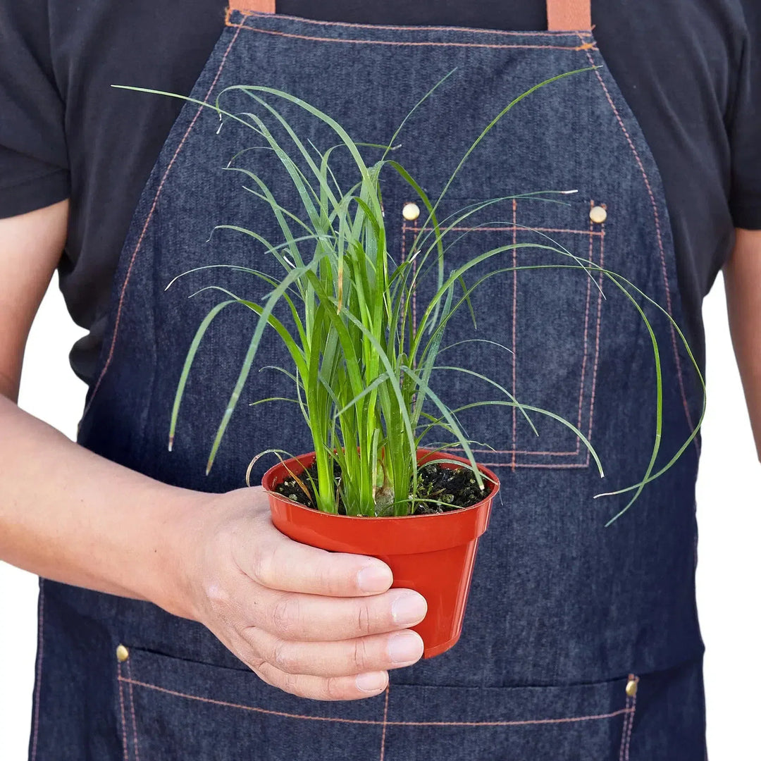 Palm Ponytail-Indoor Plants-American Plant Supply