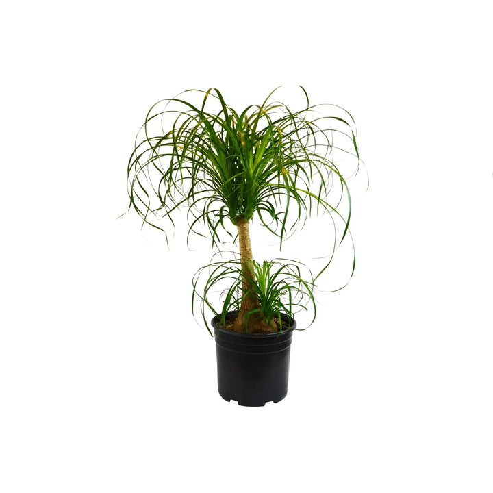 Palm Ponytail-Indoor Plants-American Plant Supply