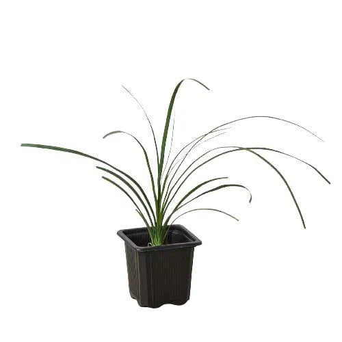 Palm Ponytail-Indoor Plants-American Plant Supply