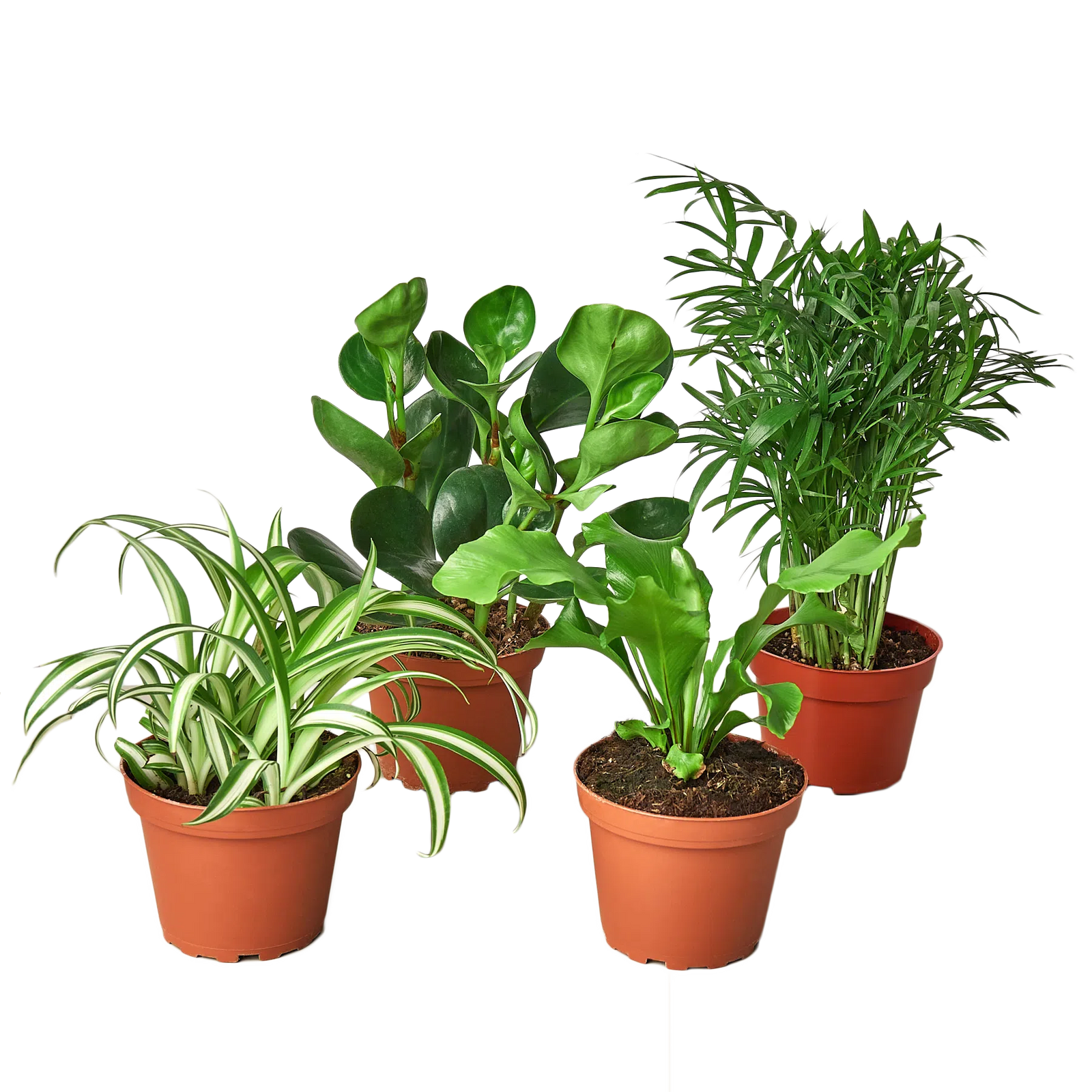 Pet Friendly Variety Bundle-6" Plant-American Plant Supply