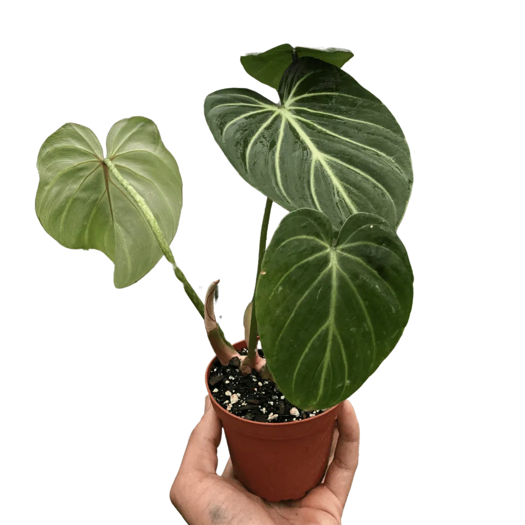 philodendron gloriosum buy europe Philodendron Gloriosum exclusive at American Plant Supply