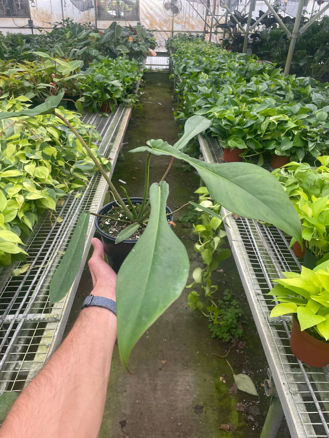 Philodendron 'Joepii'-Indoor Plants-American Plant Supply