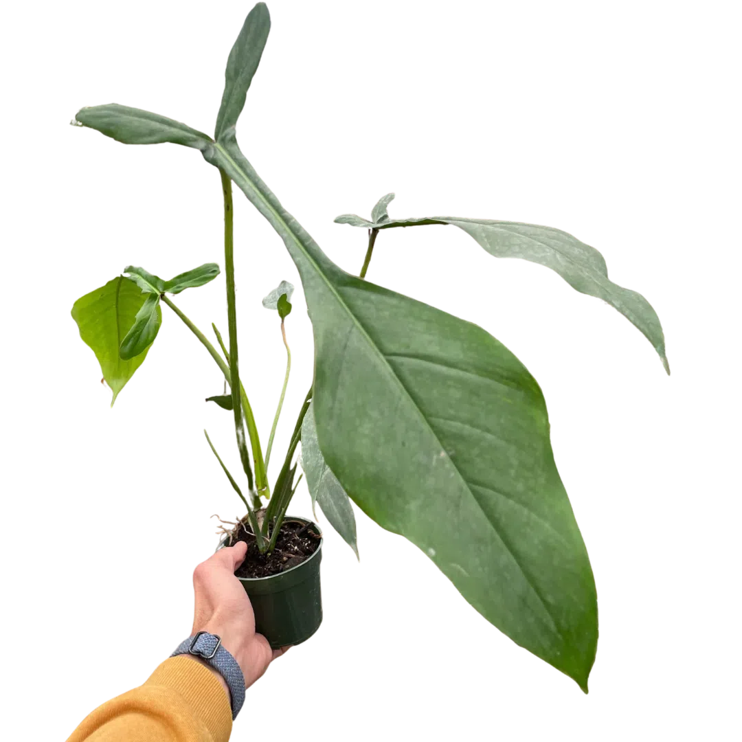 philodendron joepii buy Philodendron 'Joepii' exclusive at American Plant Supply