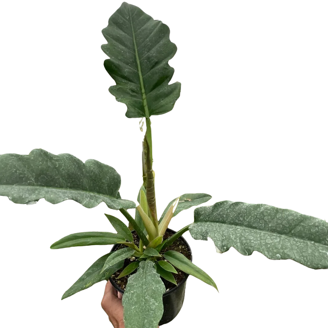 pot plantes Kaktuskasten mit 3 Pflanzen, H23cm mit rustikalen Terrakotta-Töpfen