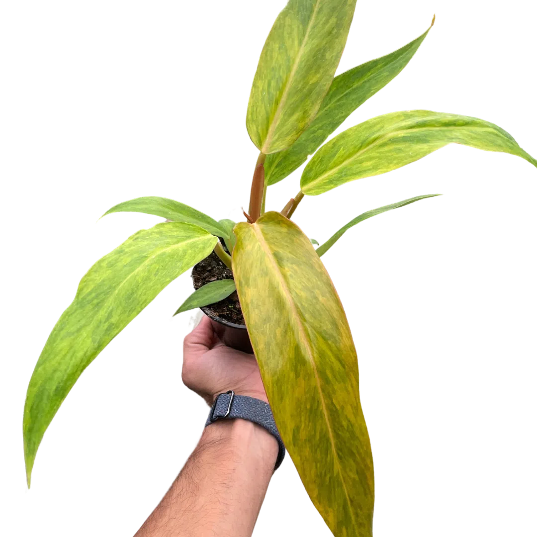 Philodendron 'Orange Marmalade' exclusive at American Plant Supply