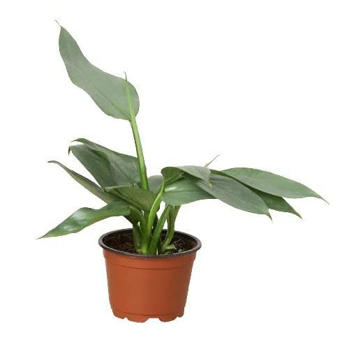 how to care for silver sword philodendron Philodendron 'Silver Sword' exclusive at American Plant Supply