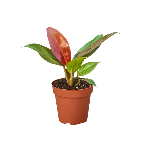 Philodendron 'Sun Red' exclusive at American Plant Supply