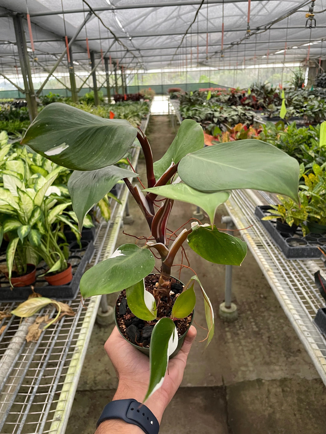 Philodendron 'White Knight'-Indoor Plants-American Plant Supply