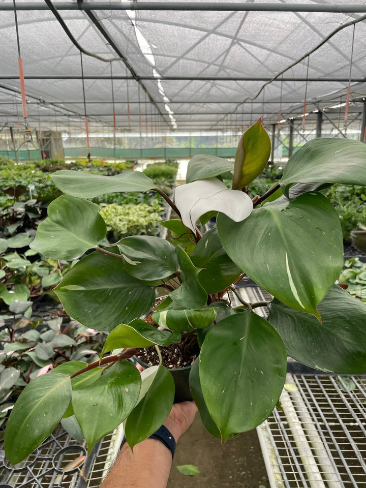 Philodendron 'White Knight'-Indoor Plants-American Plant Supply