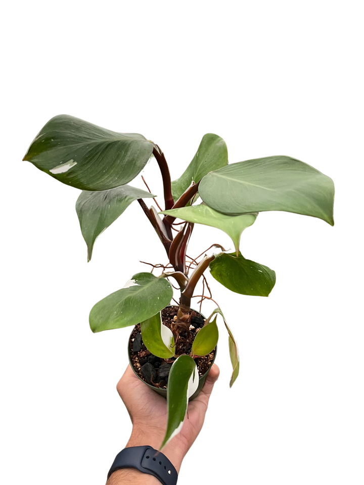 Philodendron 'White Knight'-Indoor Plants-American Plant Supply