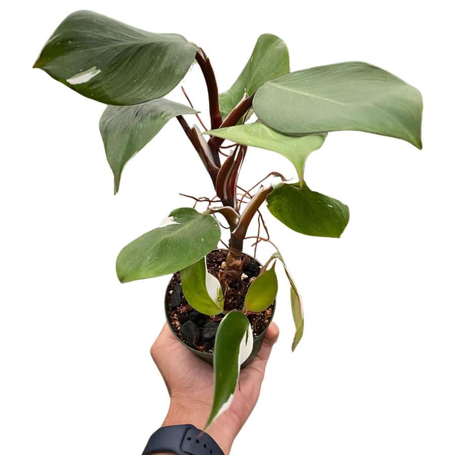 Philodendron 'White Knight'-Indoor Plants-American Plant Supply