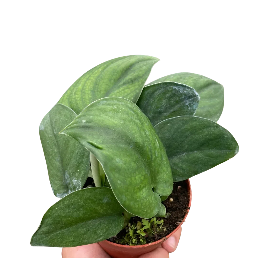 satin jade pothos for sale Pothos Jade Satin exclusive at American Plant Supply