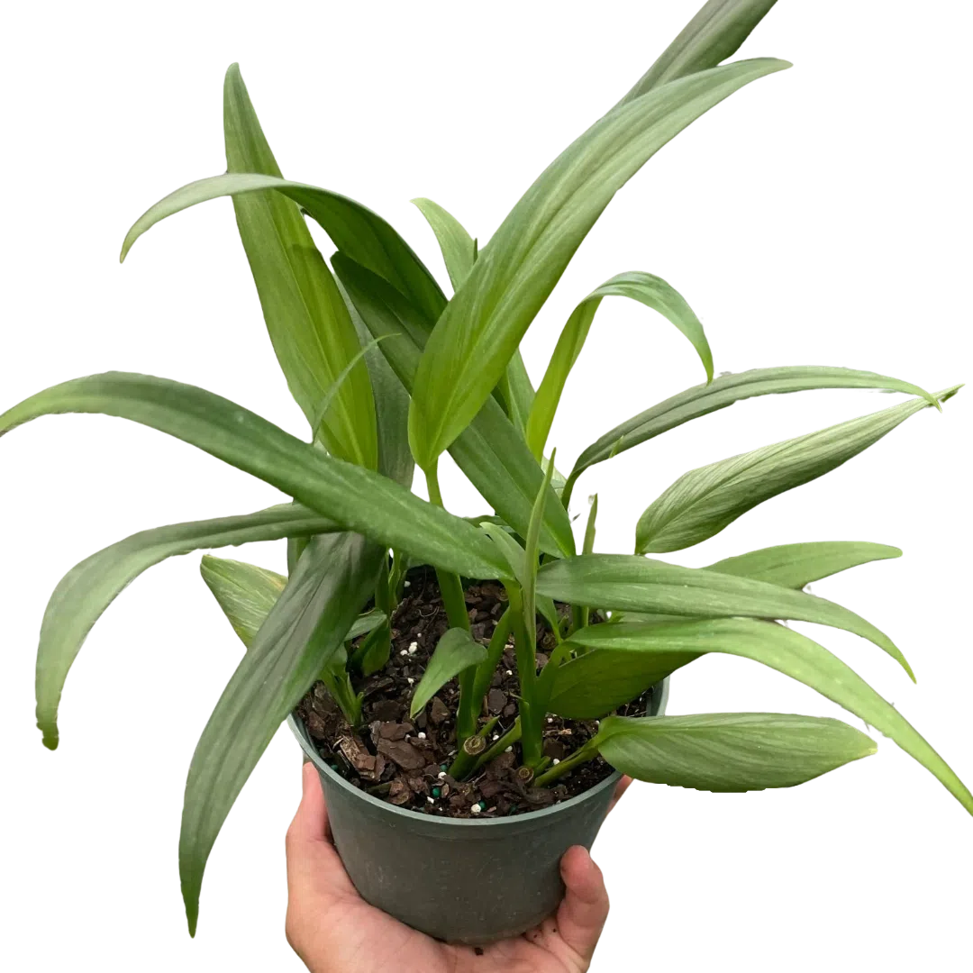 philodendron jungle boogie care Philodendron Jungle Boogie – Lost in the Forrest main image 0