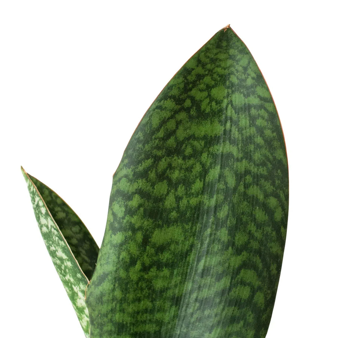 Shark Fin Snake Plant-American Plant Supply