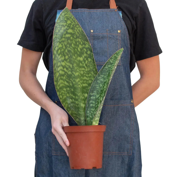Shark Fin Snake Plant-American Plant Supply