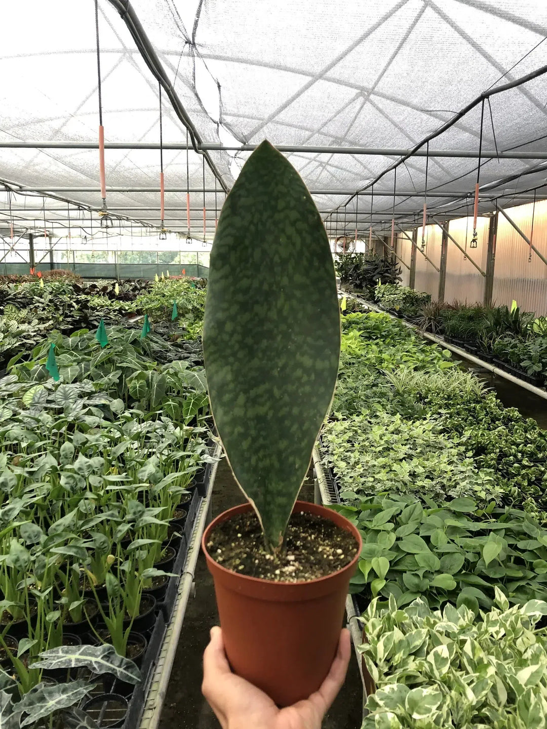 Shark Fin Snake Plant-American Plant Supply