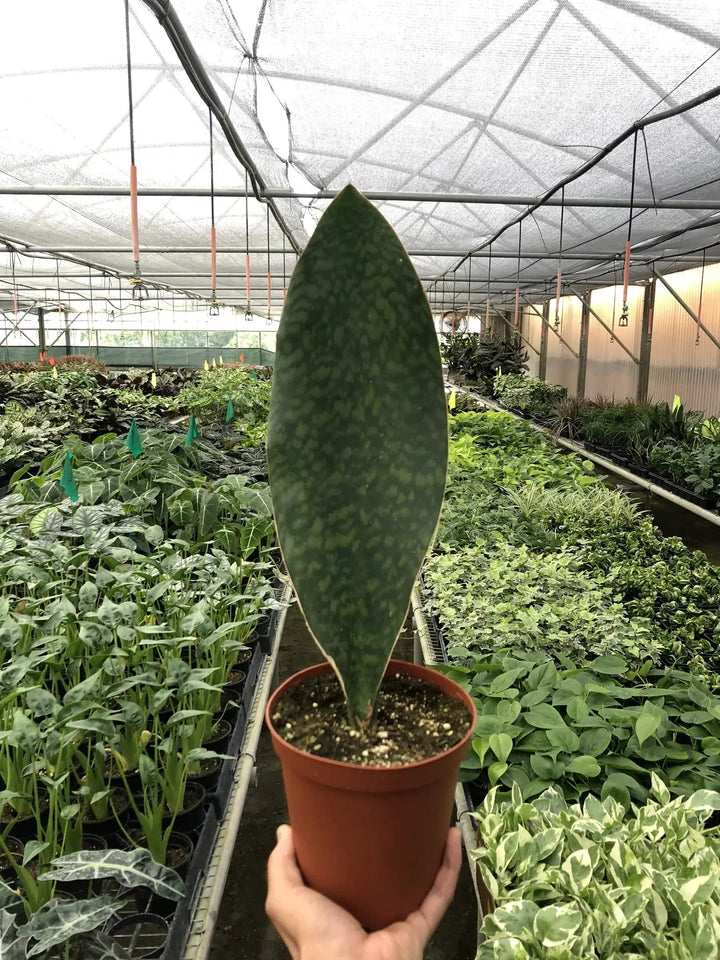Shark Fin Snake Plant-American Plant Supply