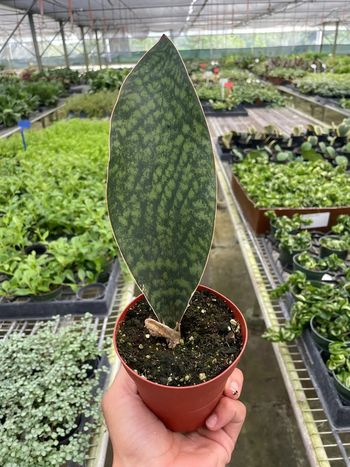 Shark Fin Snake Plant-American Plant Supply