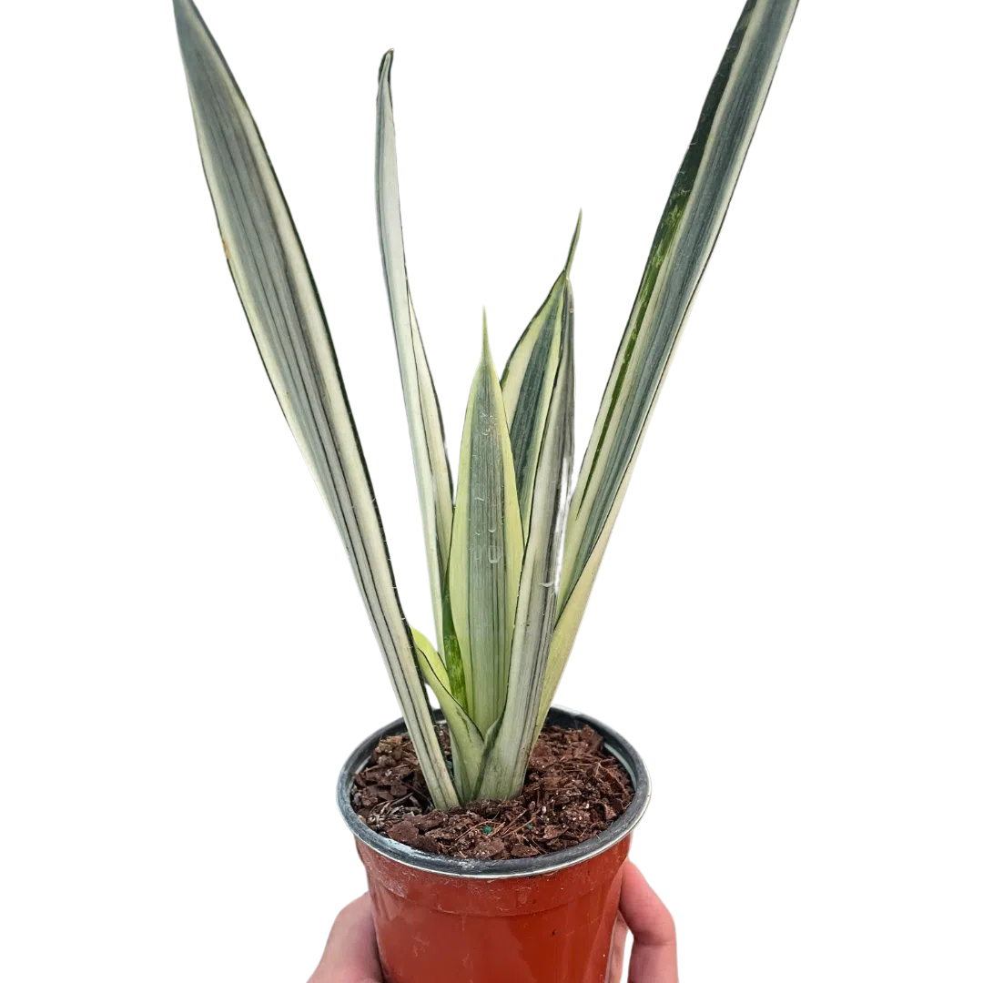 Snake 'Bantel's Sensation' exclusive at American Plant Supply