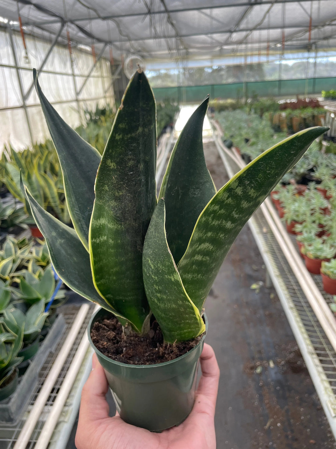 Snake 'Fabi'-American Plant Supply
