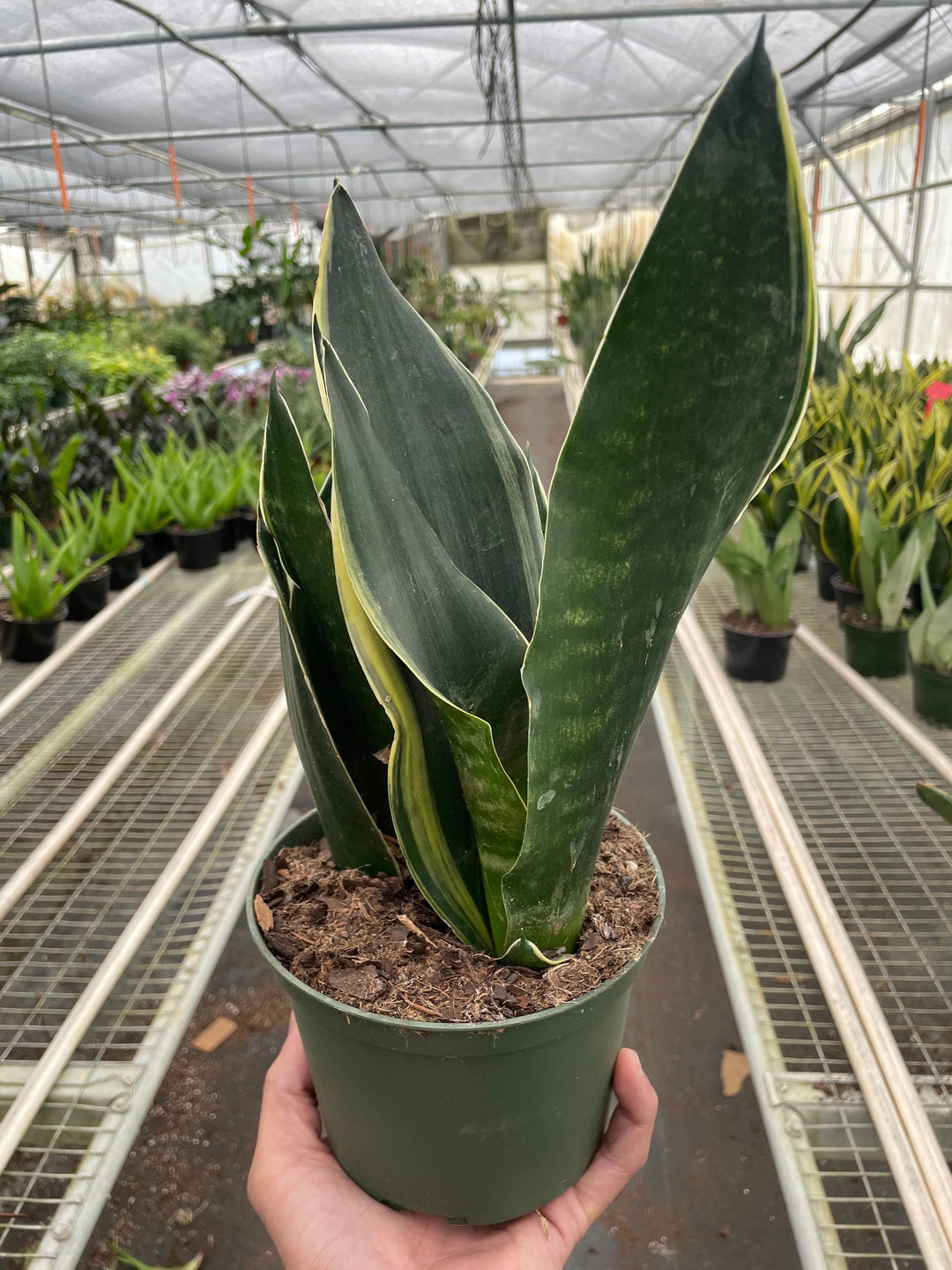 Snake 'Fabi'-American Plant Supply