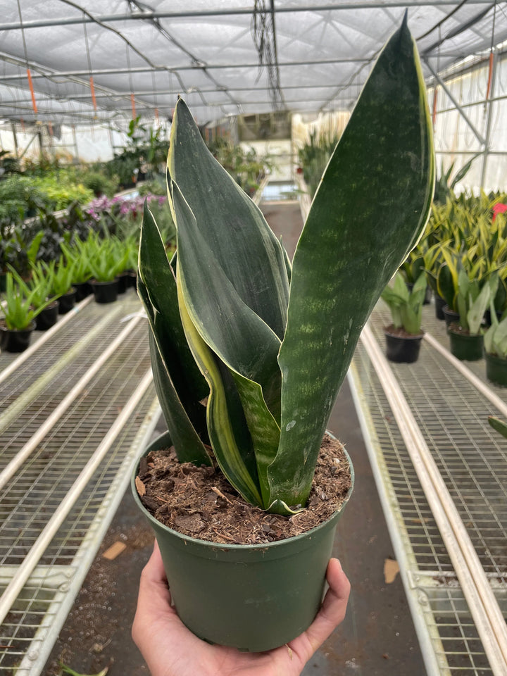 Snake 'Fabi'-American Plant Supply