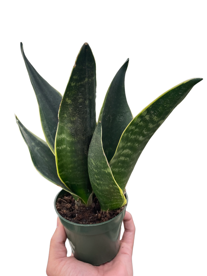 Snake 'Fabi'-American Plant Supply