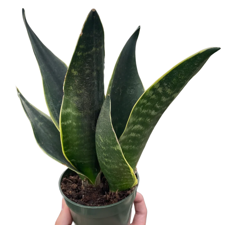 Snake 'Fabi'-American Plant Supply