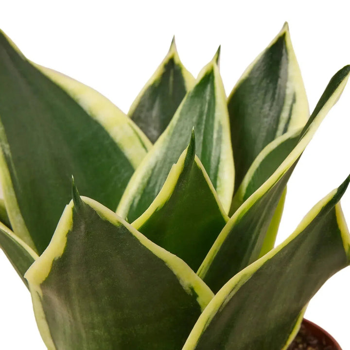 Snake Plant Black Gold-Indoor Plants-American Plant Supply