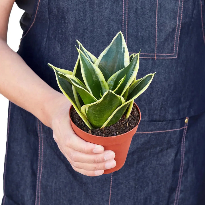 Snake Plant Black Gold-Indoor Plants-American Plant Supply