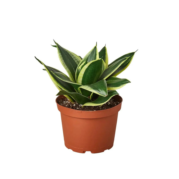 Snake Plant Black Gold-Indoor Plants-American Plant Supply