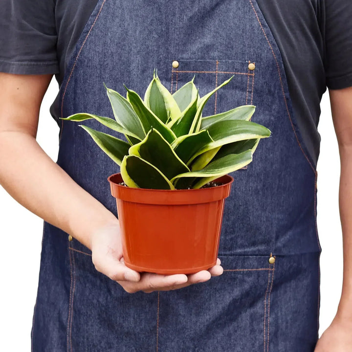 Snake Plant Black Gold-Indoor Plants-American Plant Supply