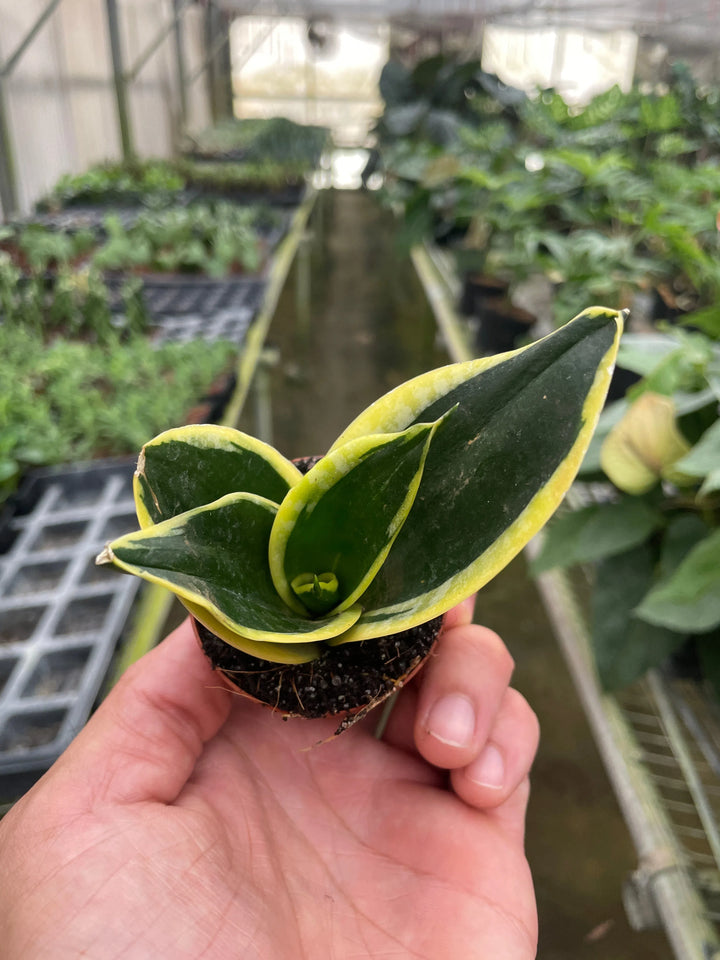 Snake Plant Black Gold-Indoor Plants-American Plant Supply