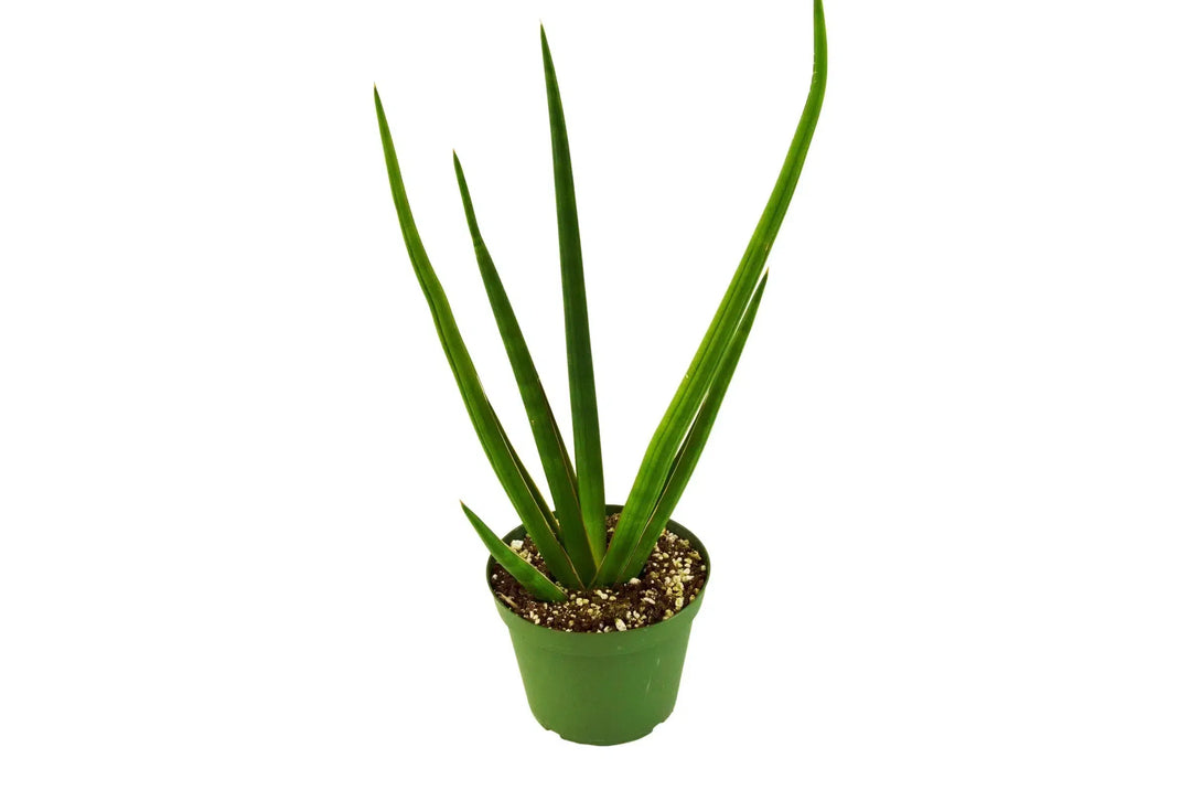 Snake Plant Cylindrica-4" Plant-American Plant Supply
