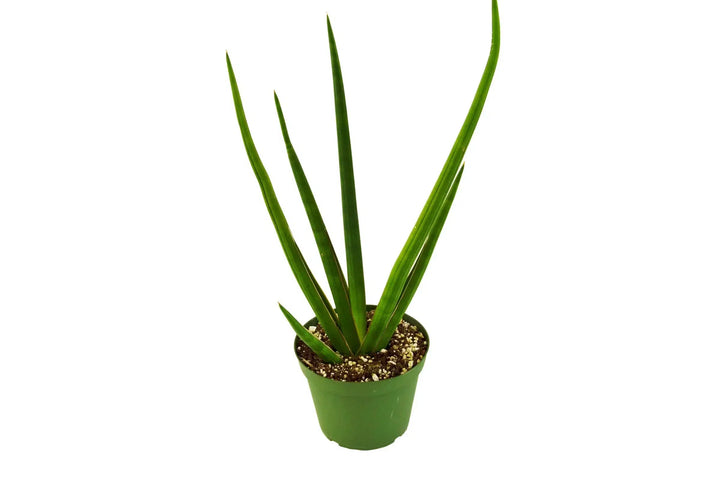 Snake Plant Cylindrica-4" Plant-American Plant Supply