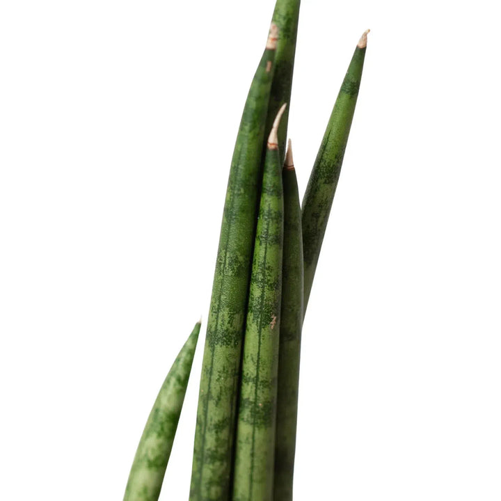 Snake Plant Cylindrica-4" Plant-American Plant Supply