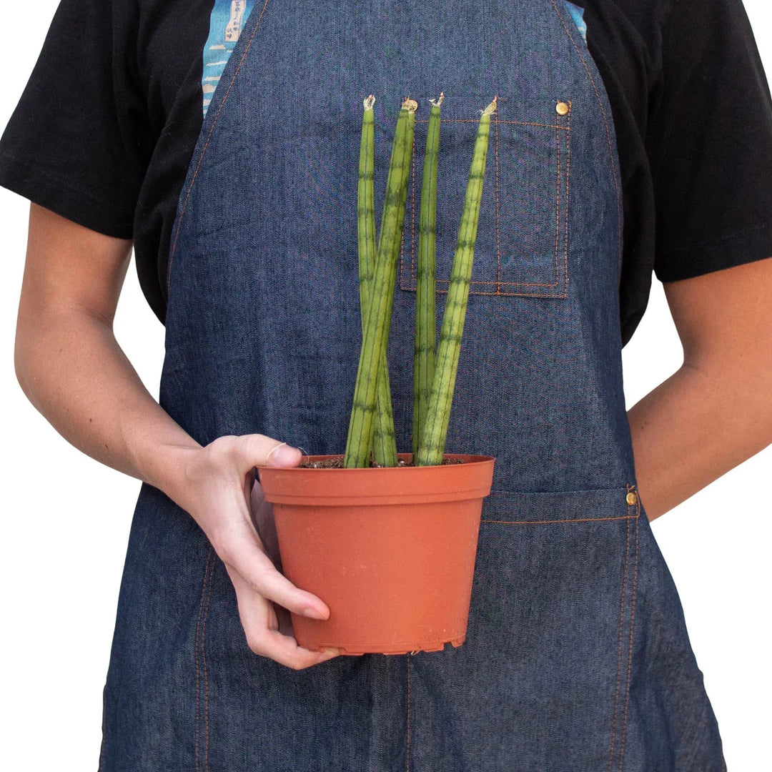 Snake Plant Cylindrica-4" Plant-American Plant Supply