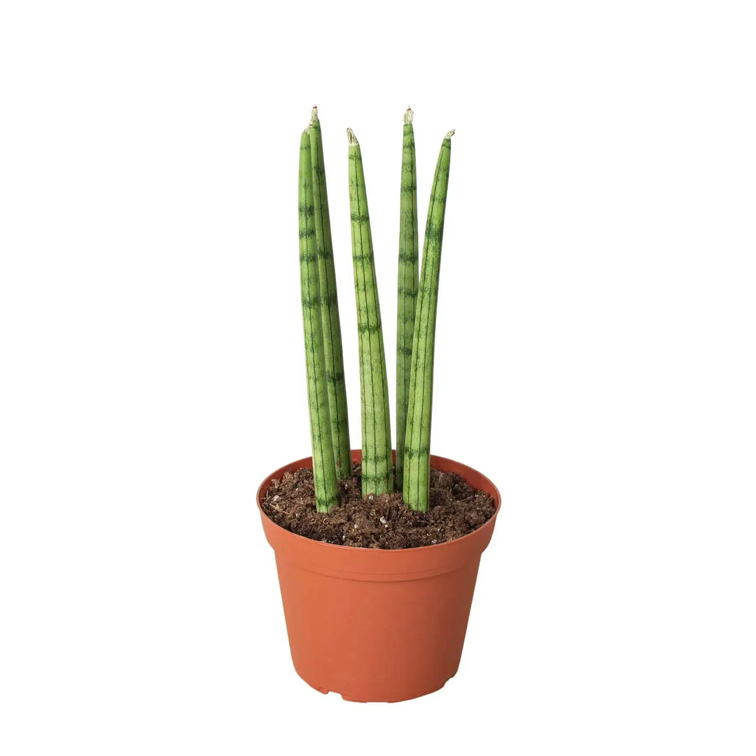 Snake Plant Cylindrica-4" Plant-American Plant Supply