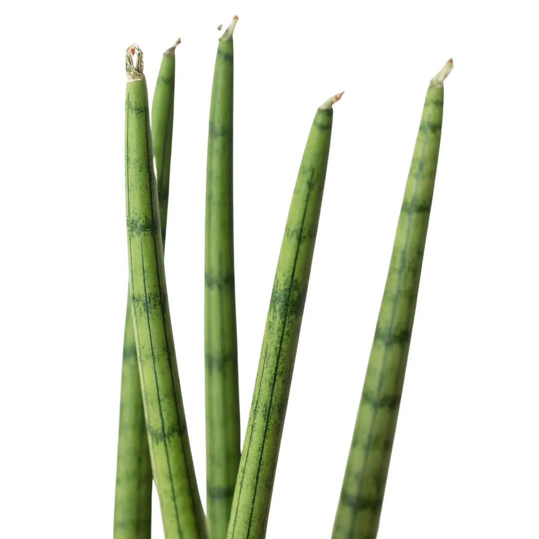 Snake Plant Cylindrica-4" Plant-American Plant Supply