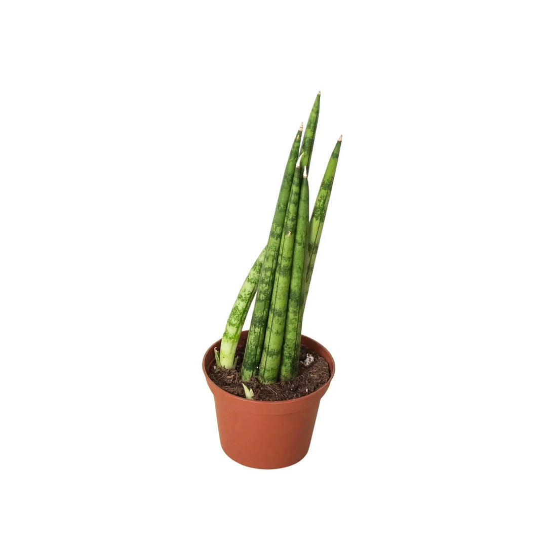 Snake Plant Cylindrica-4" Plant-American Plant Supply